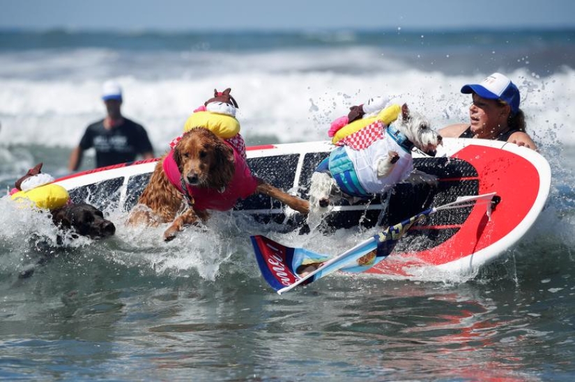 Brave dogs surfers