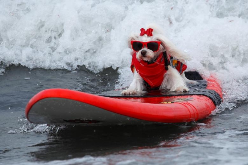 Brave dogs surfers