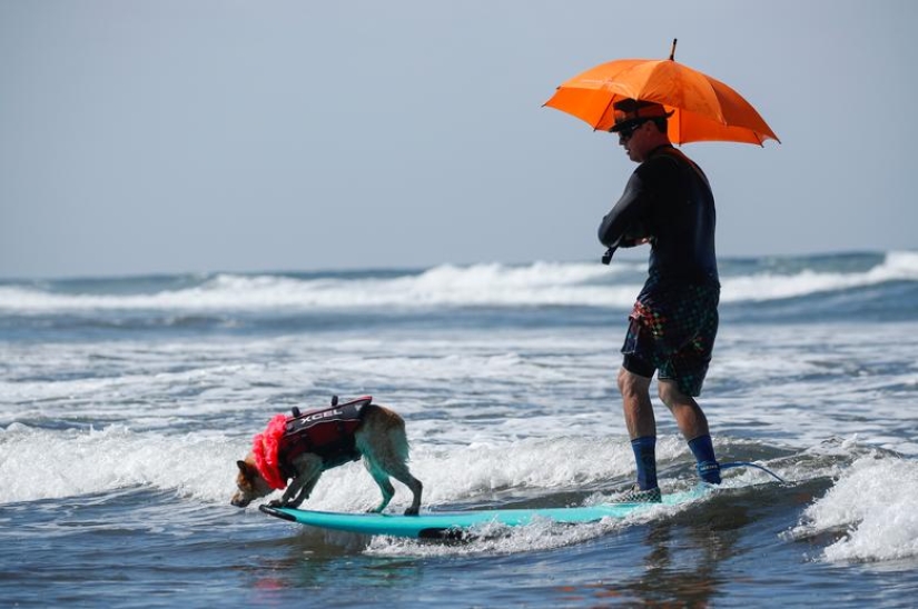 Brave dogs surfers