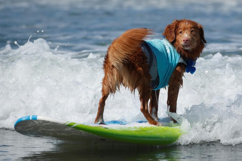 Brave dogs surfers