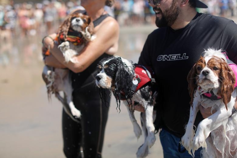 Brave dogs surfers