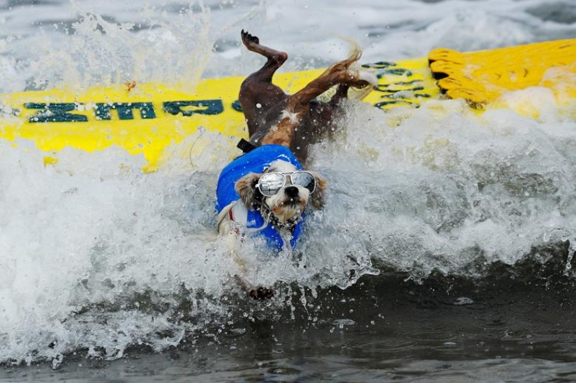 Brave dogs surfers