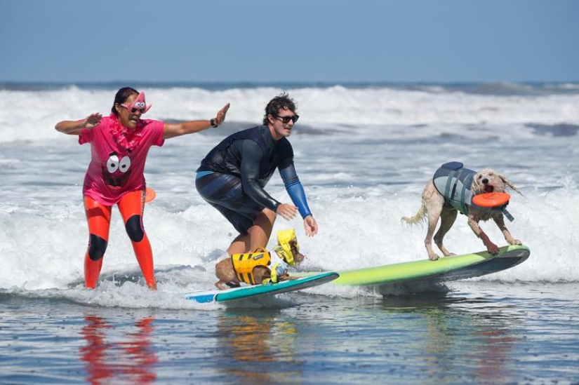 Brave dogs surfers