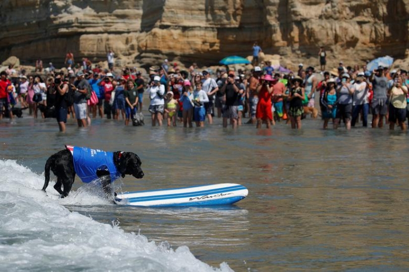 Brave dogs surfers