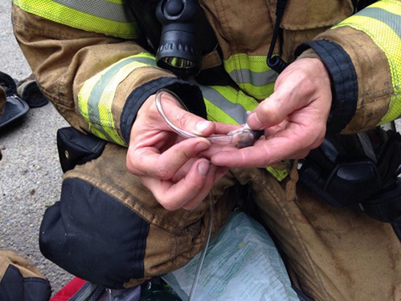 Brave firefighters who risked their lives to save animals