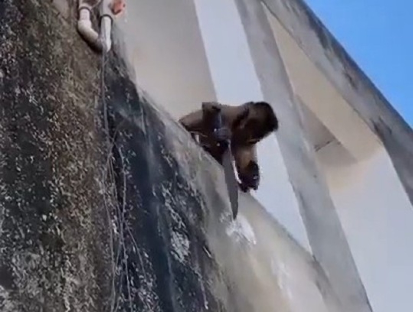 Brazilian city terrorized by monkey with machete