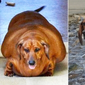 Breathed a sigh of relief: 6 pets who got into shape after obesity