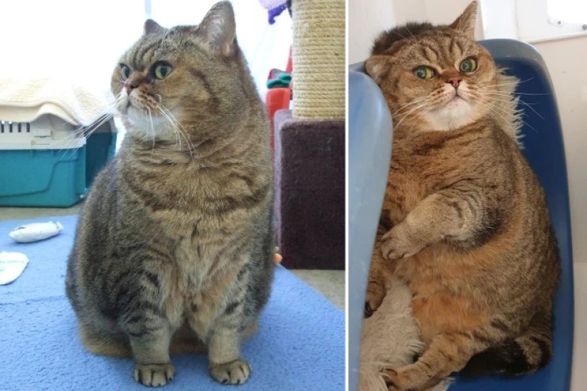 Breathed a sigh of relief: 6 pets who got into shape after obesity