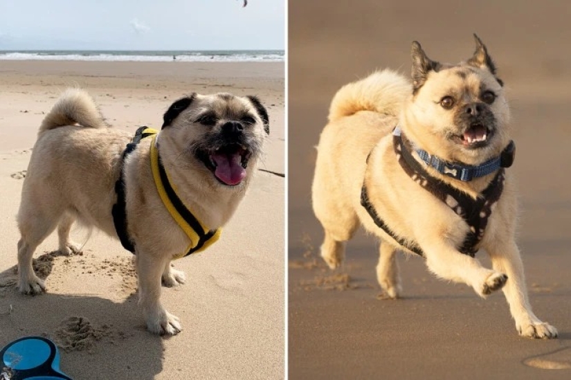 Breathed a sigh of relief: 6 pets who got into shape after obesity