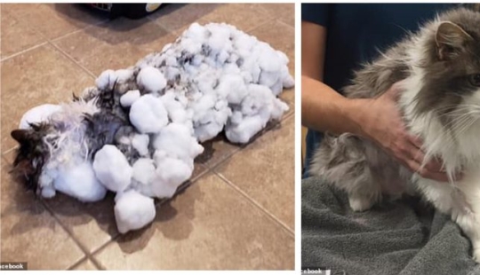 Breathed life: a frozen cat found in a snowdrift was resurrected by veterinarians