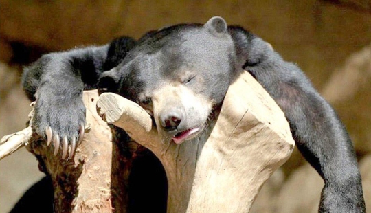 Brutal drunkenness: which of our lesser brothers likes to take on the chest