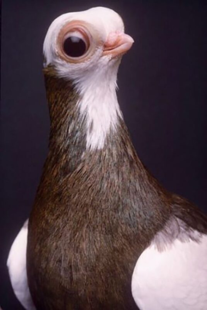 Budapest Short-billed Turman – creepy pigeon, pug of the bird world