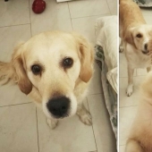 "Buen chico": mascotas antes y después de las amables palabras del dueño