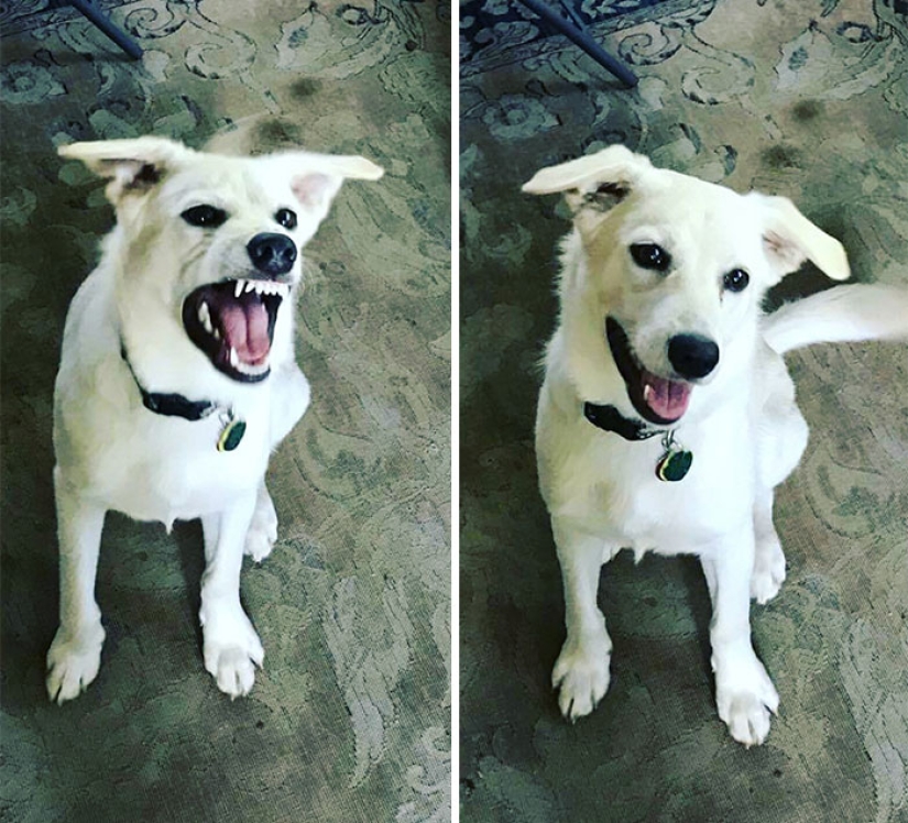 "Buen chico": mascotas antes y después de las amables palabras del dueño