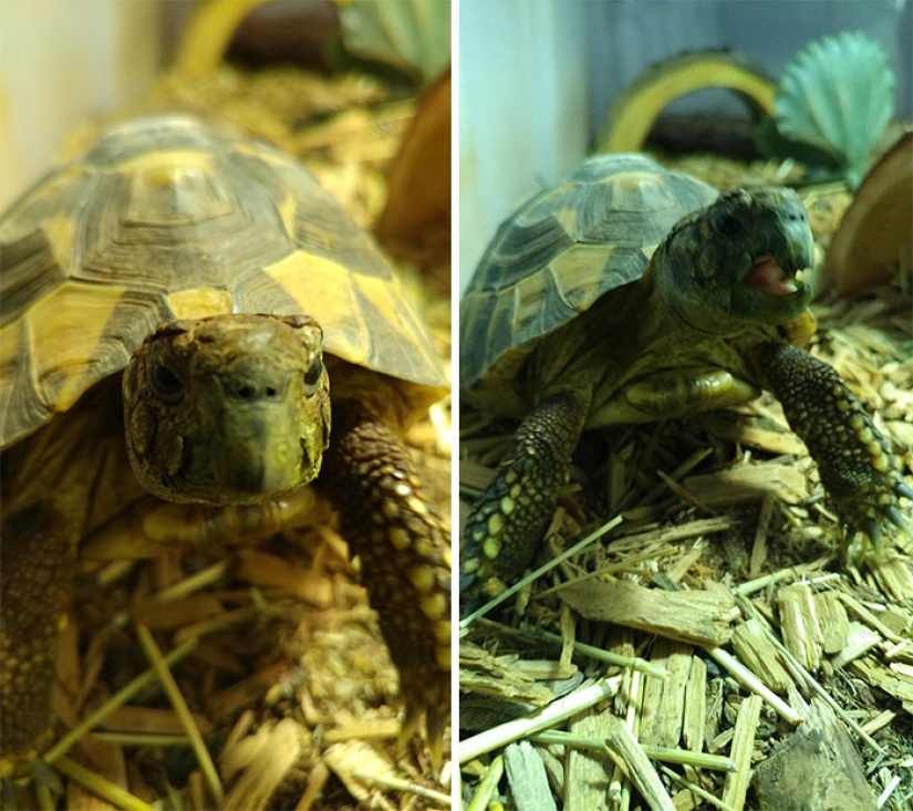 "Buen chico": mascotas antes y después de las amables palabras del dueño