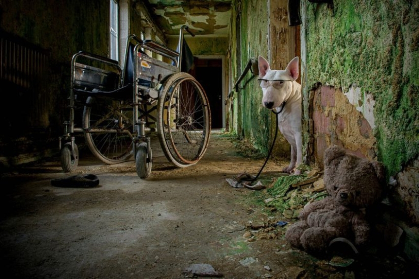 Bull terrier travels with the owner and poses in abandoned buildings