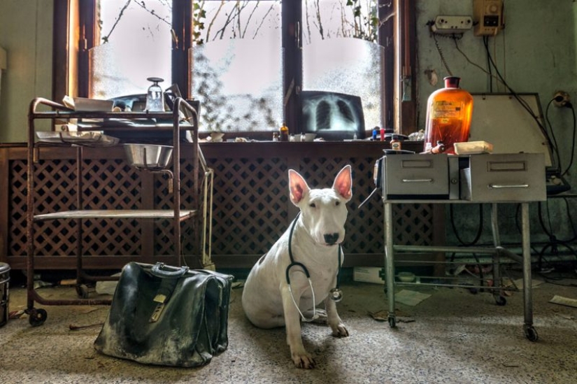 Bull terrier travels with the owner and poses in abandoned buildings