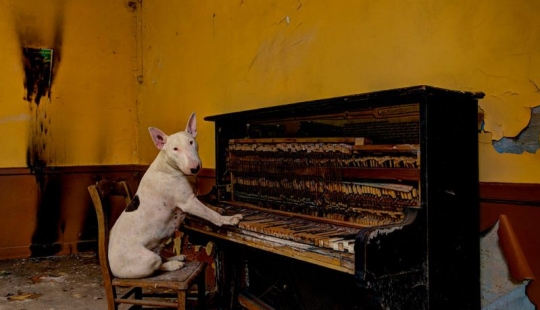 Bull terrier travels with the owner and poses in abandoned buildings