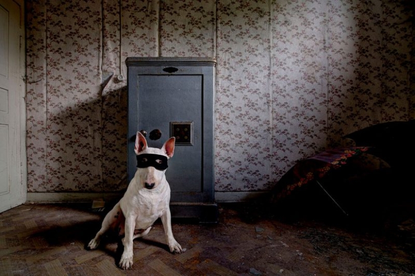 Bull terrier viaja con el dueño y posa en edificios abandonados