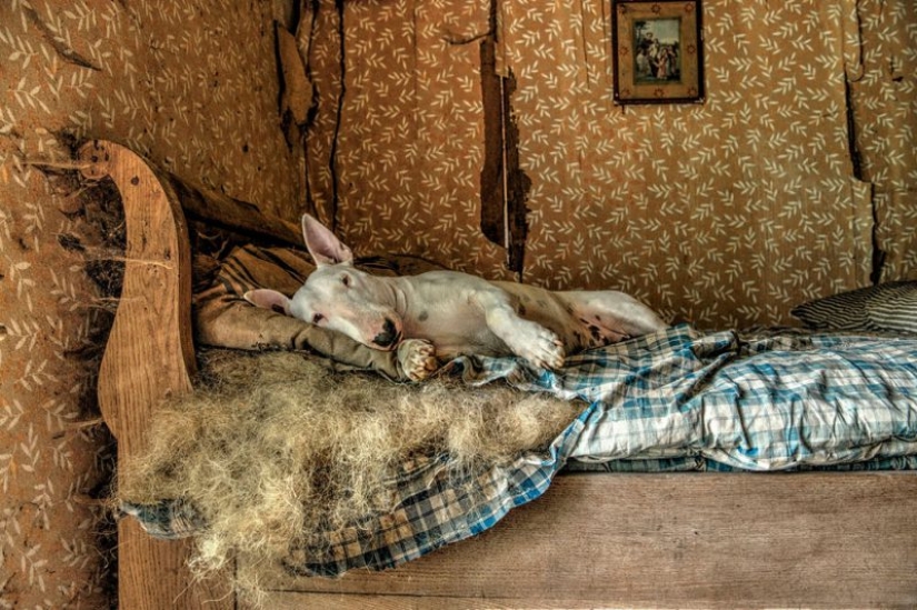 Bull terrier viaja con el dueño y posa en edificios abandonados