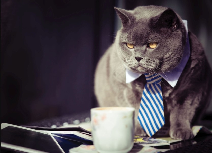 Businessmen, beware! Scientists have found a link between entrepreneurial abilities and toxoplasmosis