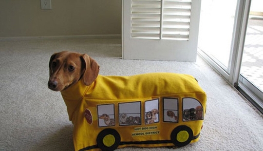 Bypassed the law in Russian: in Vladivostok, the guys pretended to be a bus on a bridge closed to pedestrians