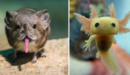 Cachorros de animales raros que apenas has visto Cachorros de animales raros que apenas has visto