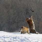 Caída épica de un tigre como resultado de un intento fallido de atrapar un pájaro