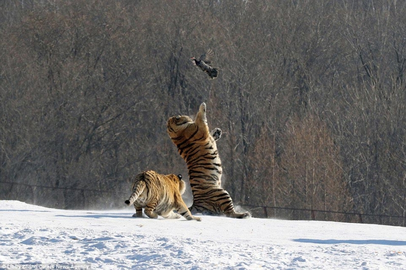Caída épica de un tigre como resultado de un intento fallido de atrapar un pájaro