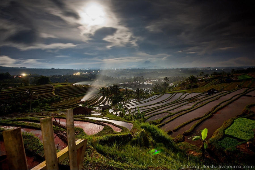 Campos de arroz balineses