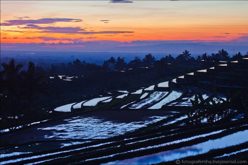 Campos de arroz balineses