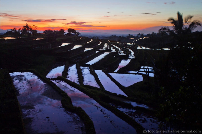 Campos de arroz balineses