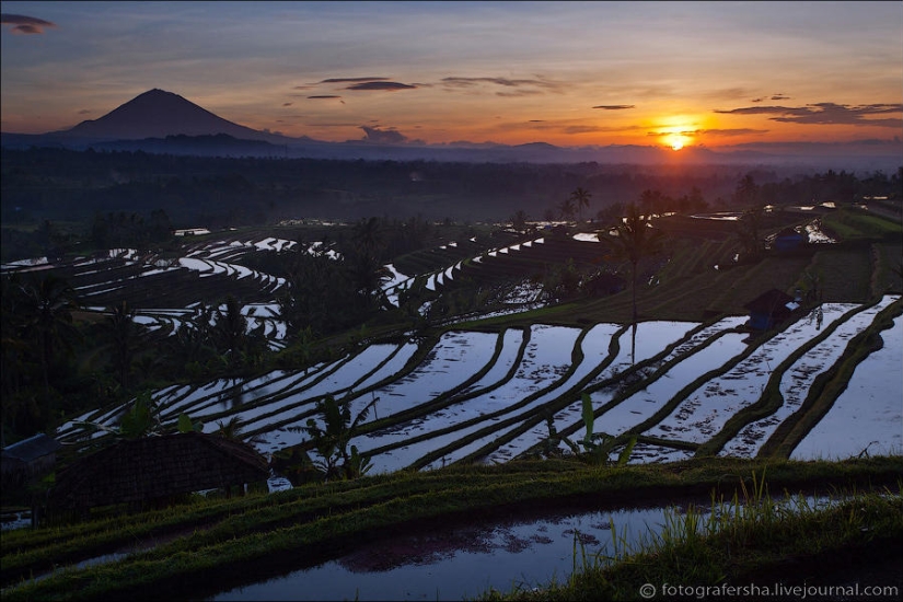 Campos de arroz balineses