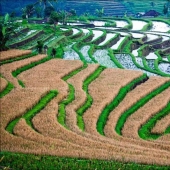 Campos de arroz balineses