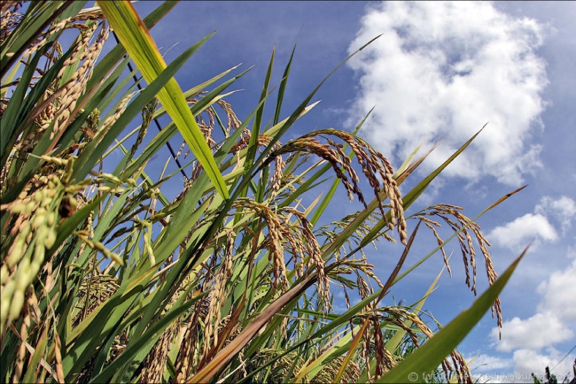 Campos de arroz balineses