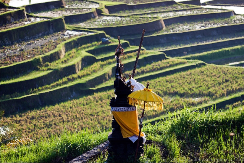 Campos de arroz balineses