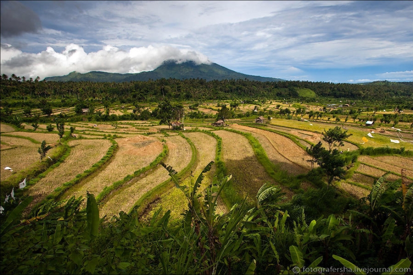 Campos de arroz balineses