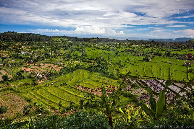 Campos de arroz balineses