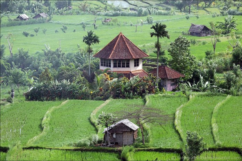 Campos de arroz balineses