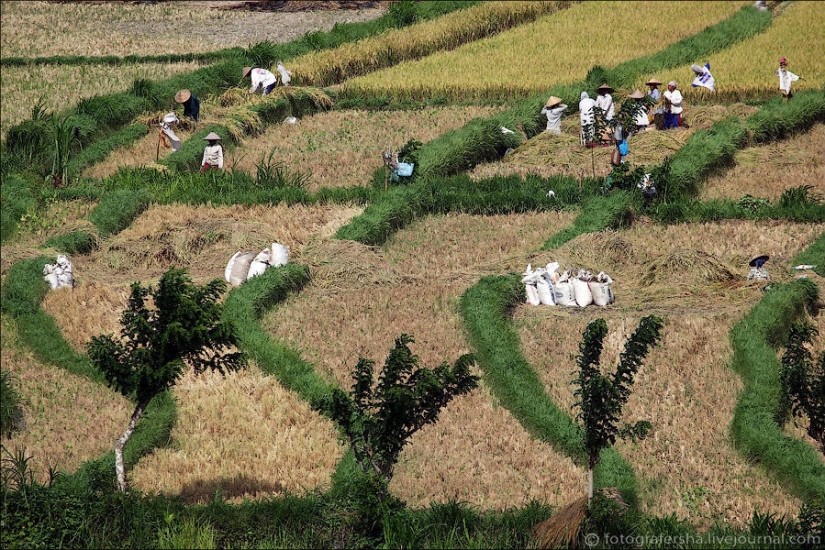 Campos de arroz balineses