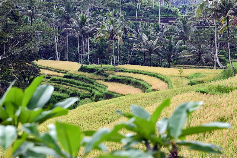 Campos de arroz balineses