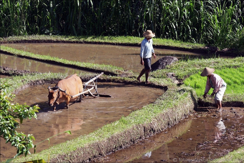 Campos de arroz balineses