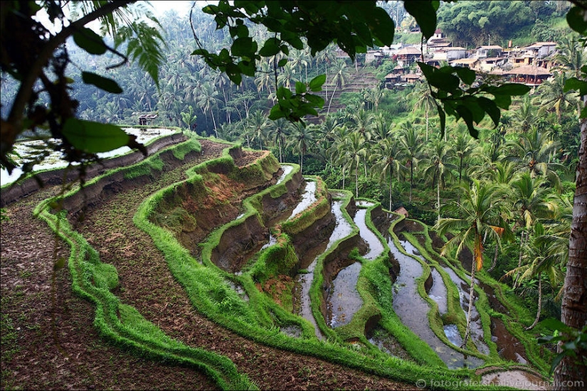 Campos de arroz balineses