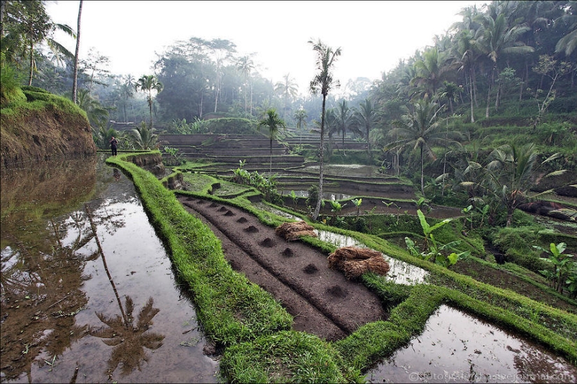 Campos de arroz balineses