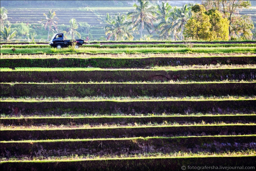 Campos de arroz balineses