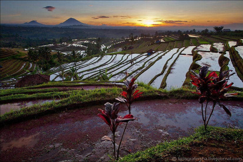 Campos de arroz balineses