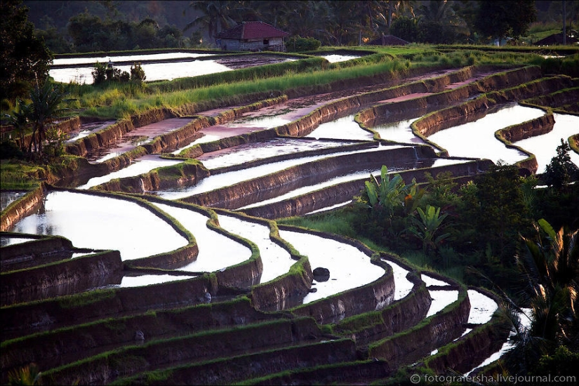 Campos de arroz balineses