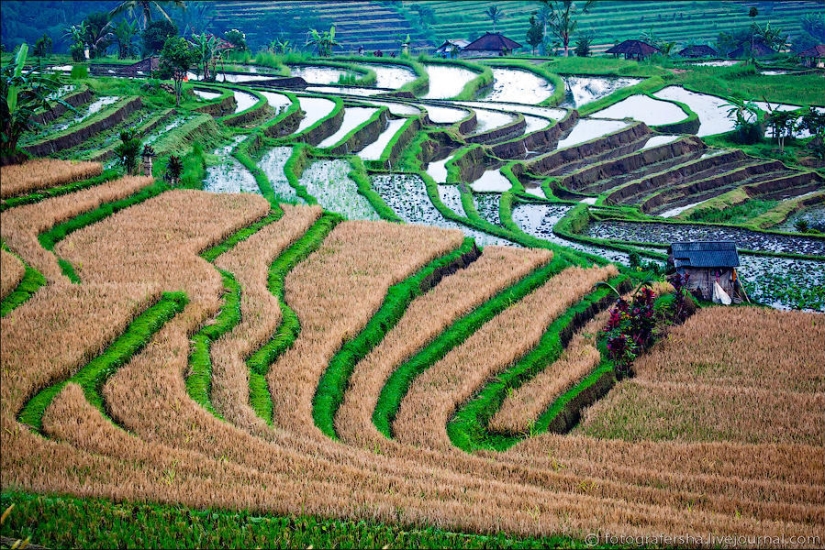 Campos de arroz balineses