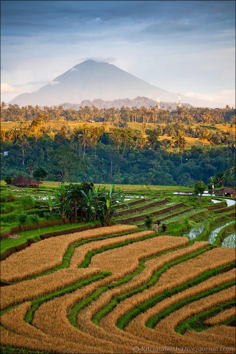 Campos de arroz balineses