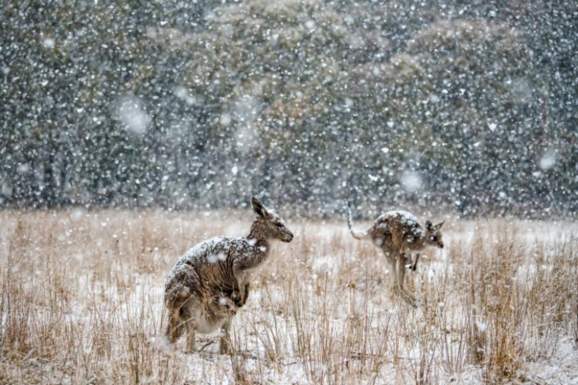 Canguros bajo la nieve y otras maravillas naturales de Australia en el concurso de fotografía Fotógrafo de Naturaleza del Año 2019